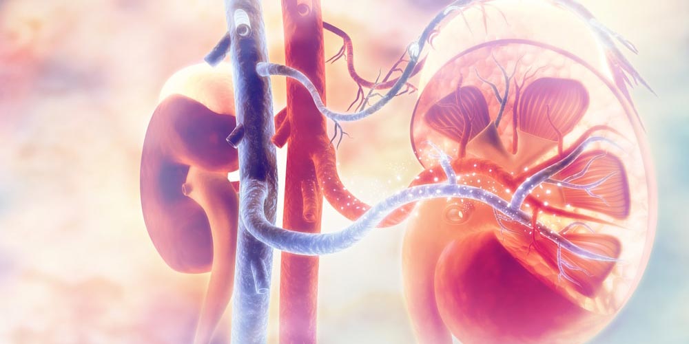 Quando procurar um nefrologista?